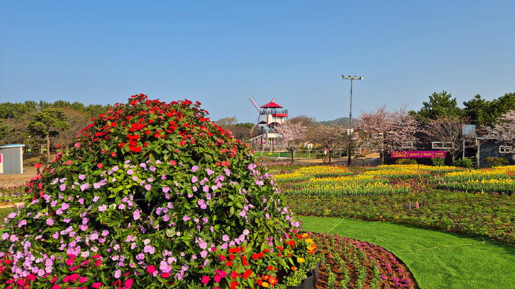 태안 튤립축제