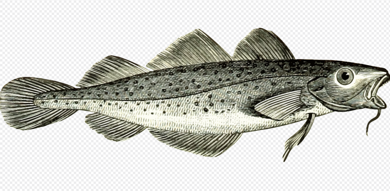 대구의 생태와 분포, 영양학적 가치, 요리와 문화적 활용 관련 사진