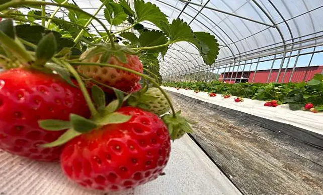 머시머시체험농장