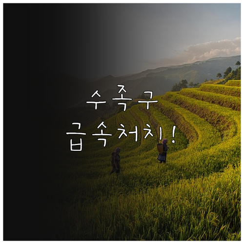 제주시 수족구 병원 정보 및 증상 대..