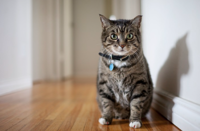 이쪽을 보는 고양이