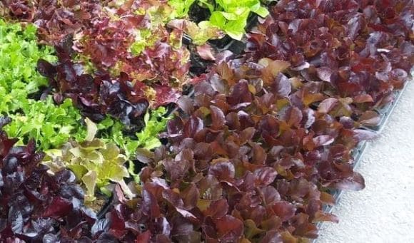 상추재배-상추-모종심기-심는시기-정식시기-수확시기