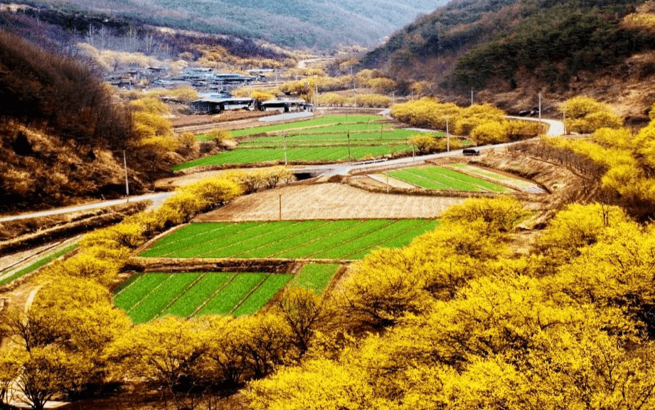 의성 산수유마을 꽃축제2025