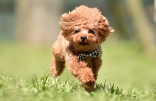 말티푸 / 출처:어도비스톡