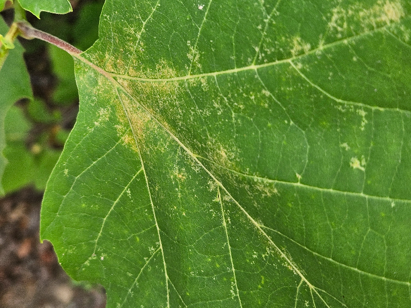 버즘나무방패벌레 피해2