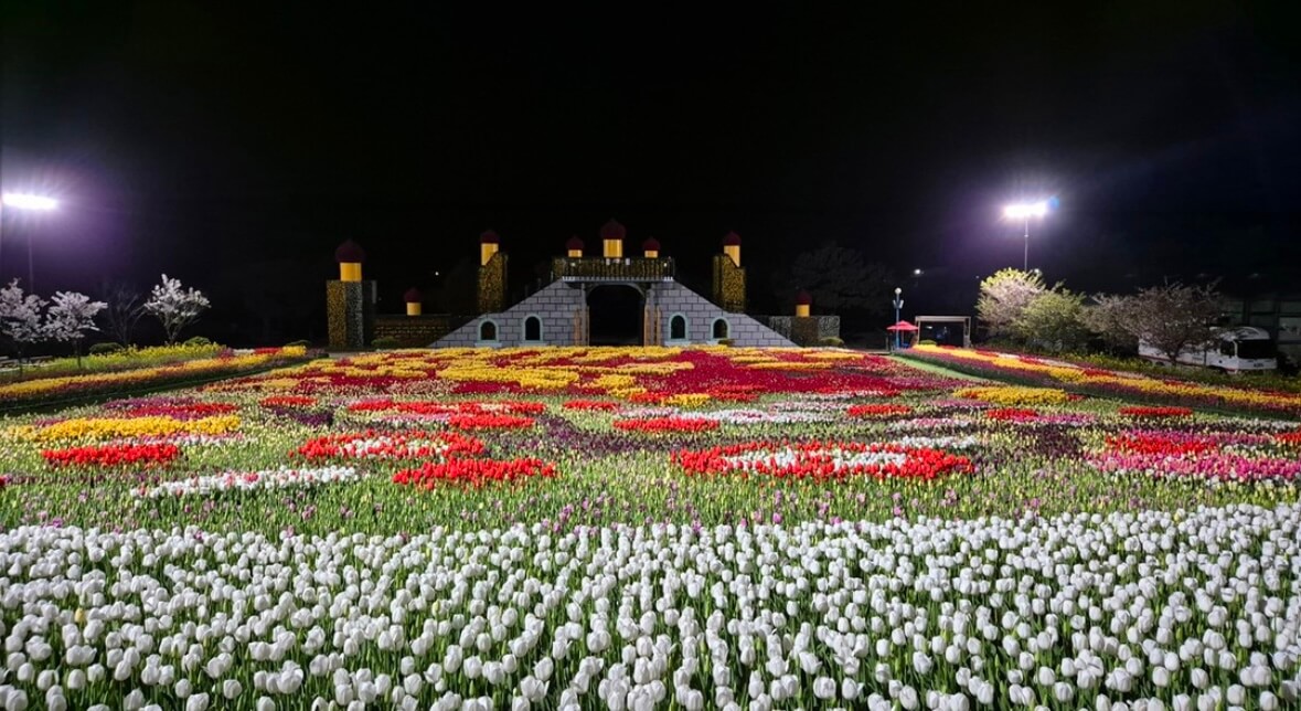 태안 튤립축제 기간