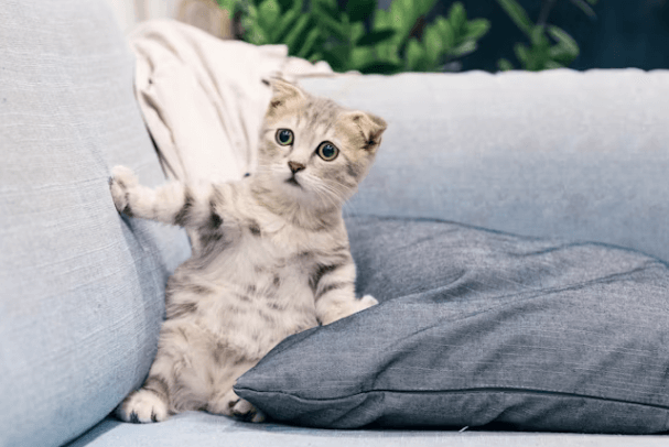 반려동물과 여행&amp;#44; 준비물부터 숙소까지 완벽 정리!