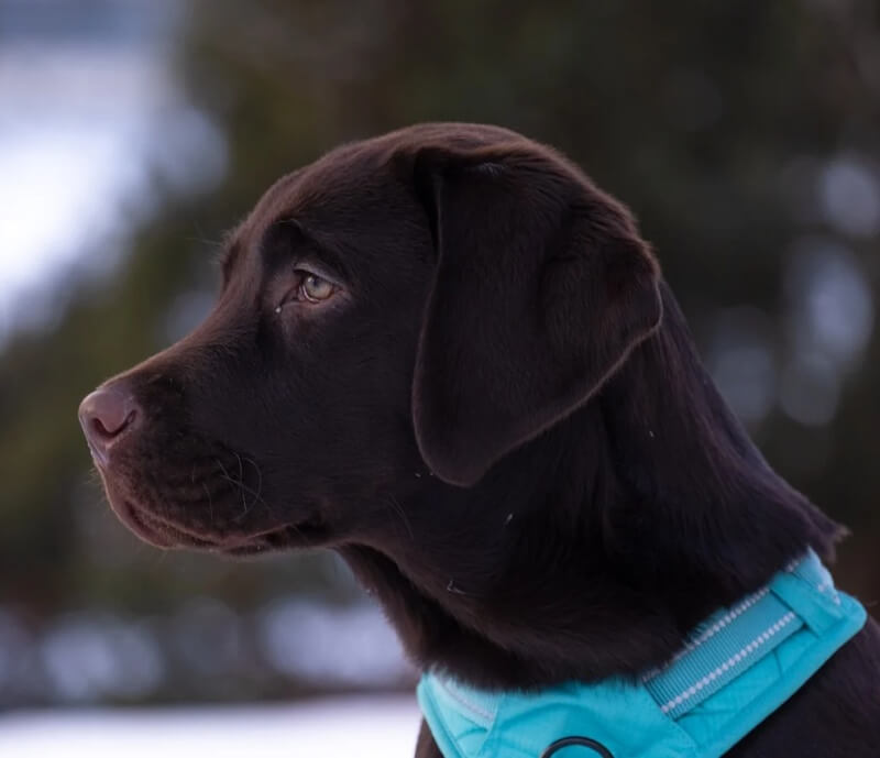 검정개가 나오는 꿈해몽 섬네일