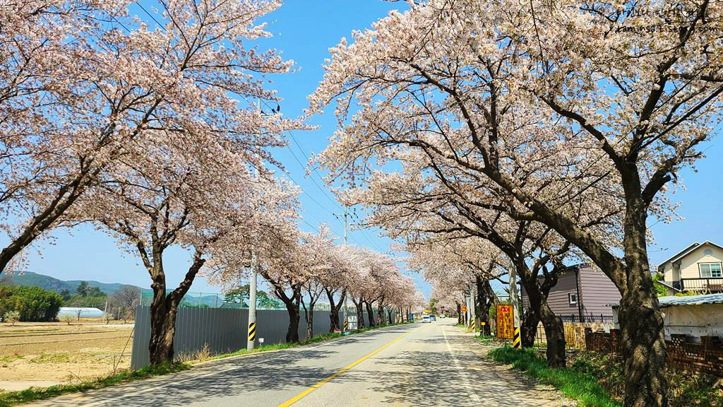 2023년-벚꽃축제-맹방벚꽃길
