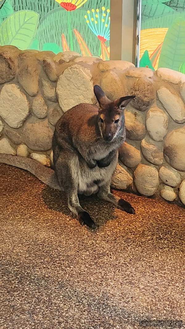 주렁주렁-캥거루