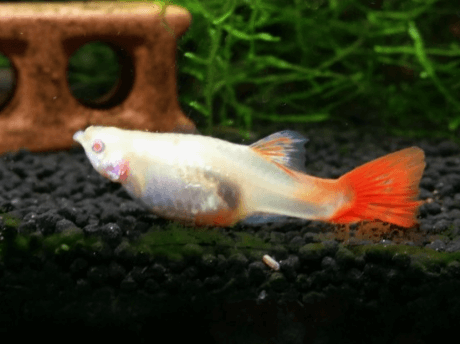 마트에서 건강한 구피 고르는 방법