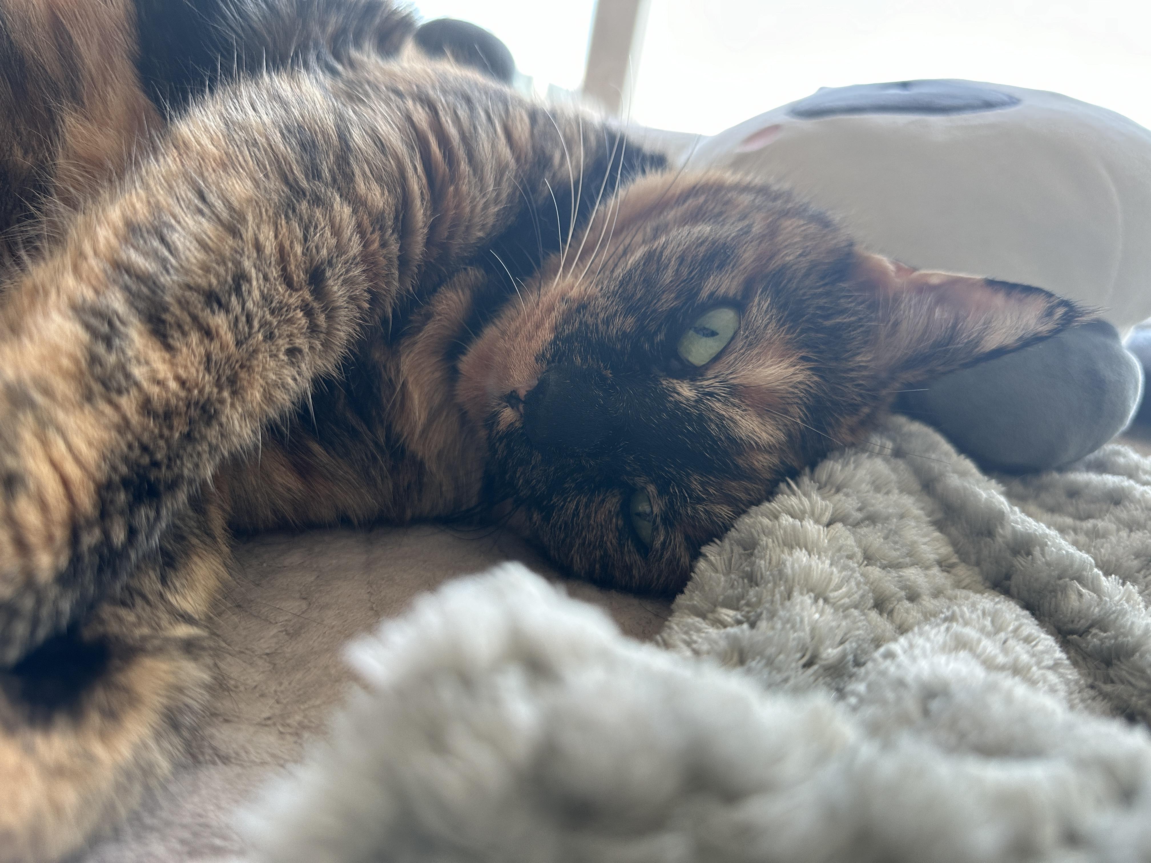 라임색_눈동자의_카오스고양이_사랑이