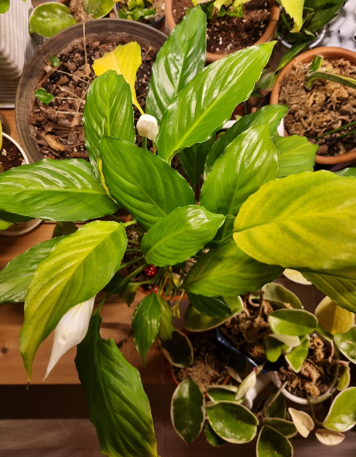 &ldquo;스파티필룸 잎마름을 해결한 나의 실험 이야기&rdquo;