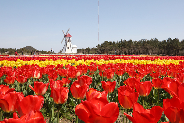 신안 튤립축제 정보 총정리