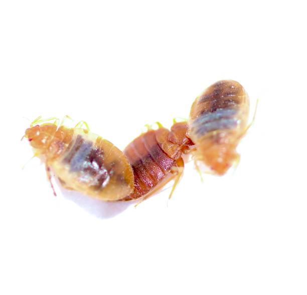 빈대 물린자국&amp;#44; 퇴치제&amp;#44; 예방법