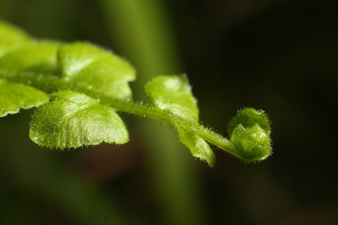 Growthstocks