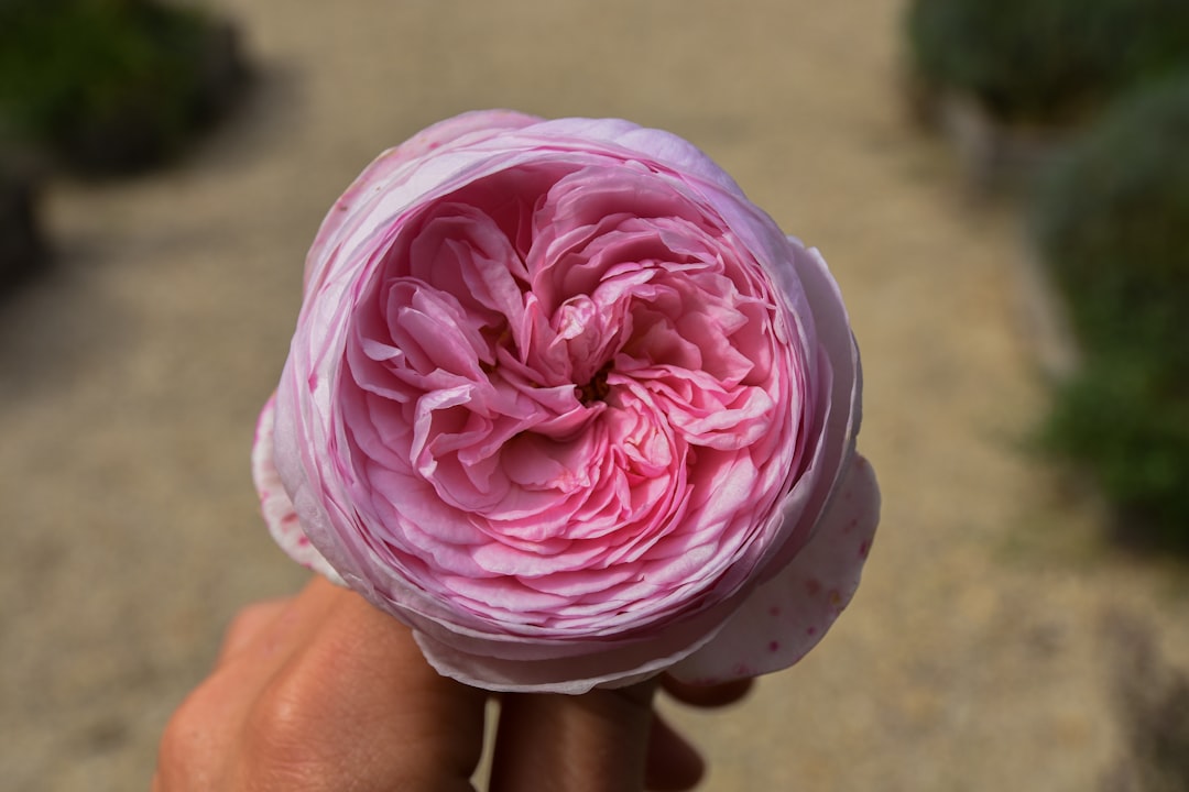 Rose Pasta