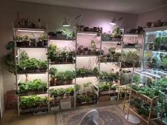 식물등 설치 위치높이 시간대설정 광량부족 해결 겨울철 성장 돕기_10