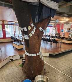 400년된느티나무