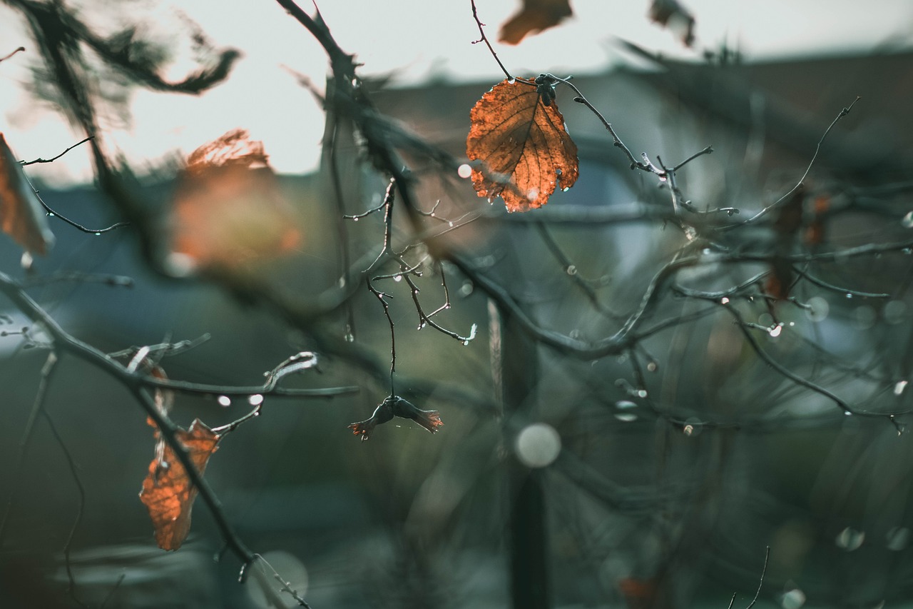 🍁 지금이 절정! 10월 화담숲 단풍시기·포토존·사진명소
