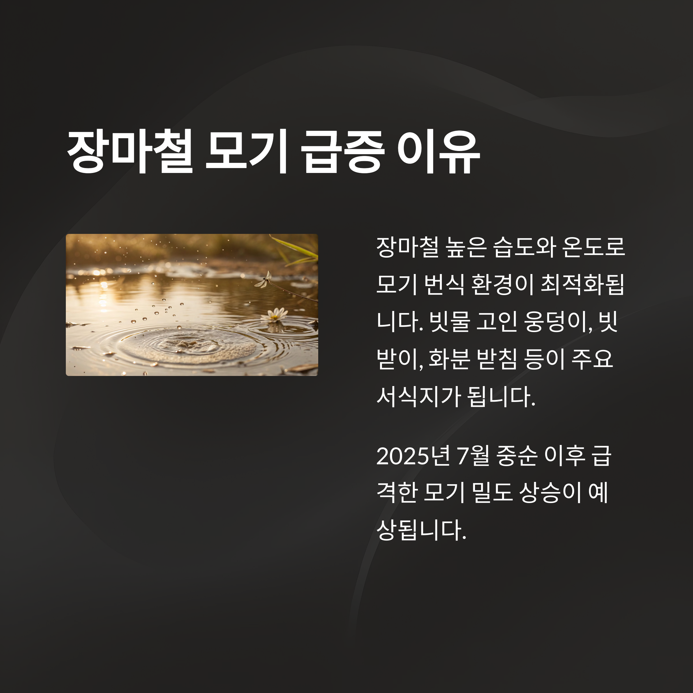 장마철 모기 급증 이유