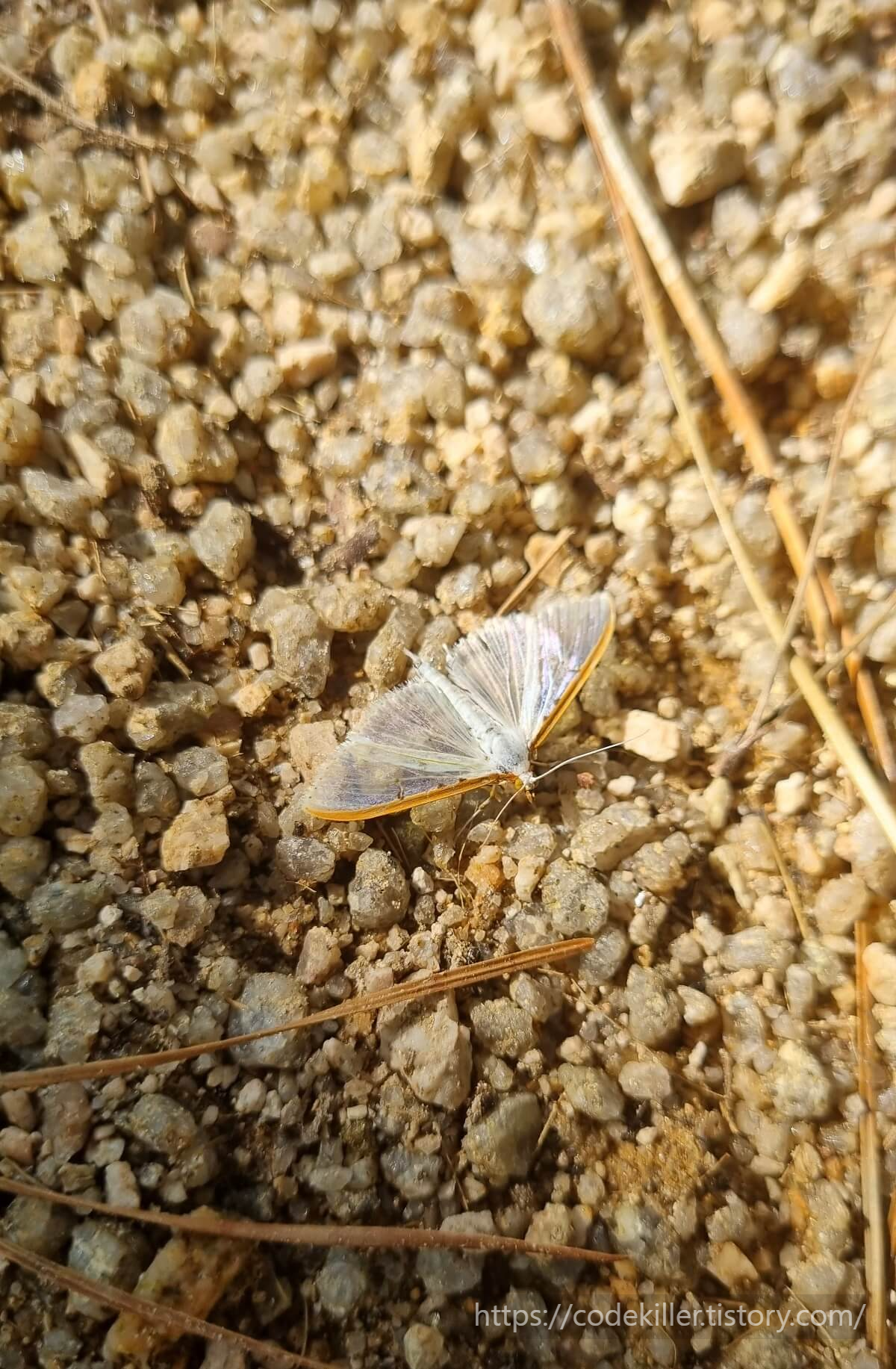 수수꽃다리명나방