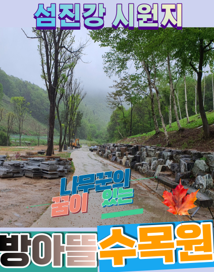 [6시 내고향] 전북 순창 자작나무 수액&amp;#44; 고로쇠 수액 정보