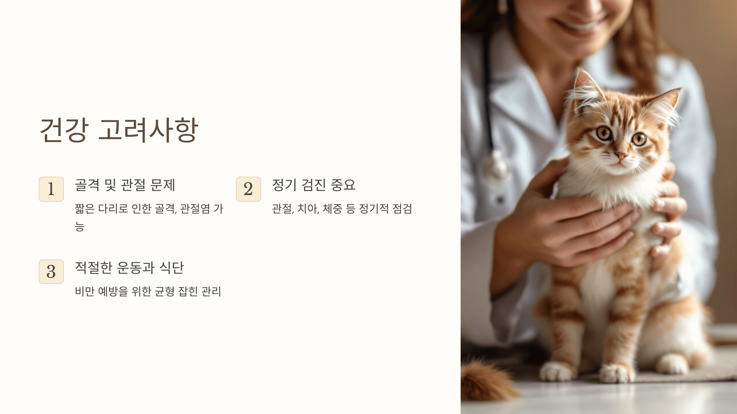 먼치킨 고양이 사진입니다.