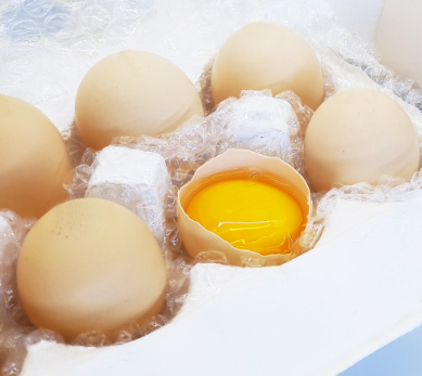 백봉농장 오골계 초란 유정란