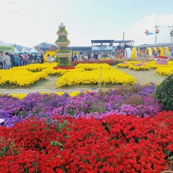 강진 수국길축제 일정 초대가수 강진 여행 2025 완벽 가이드_7