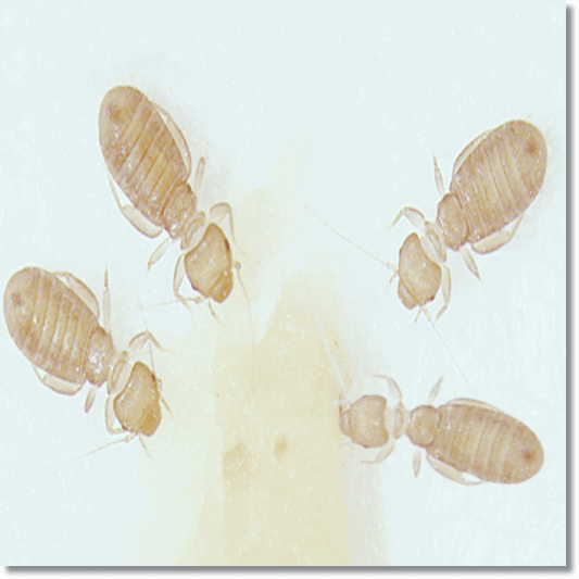 먼지다듬이 퇴치 및 예방