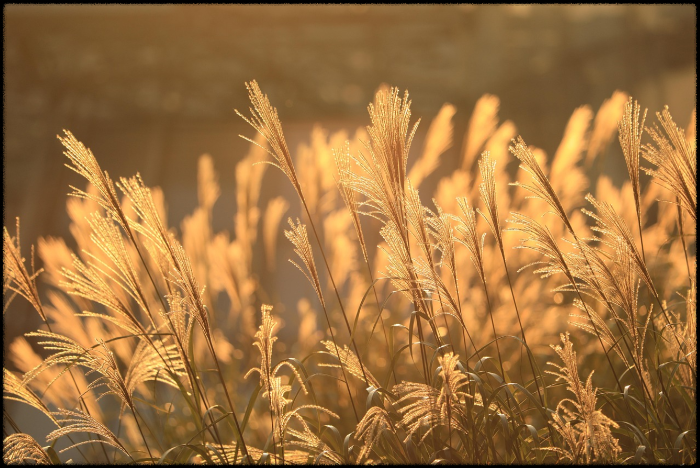 가족과 함께하는 간월재 (가을여행, 트레킹, 자연)