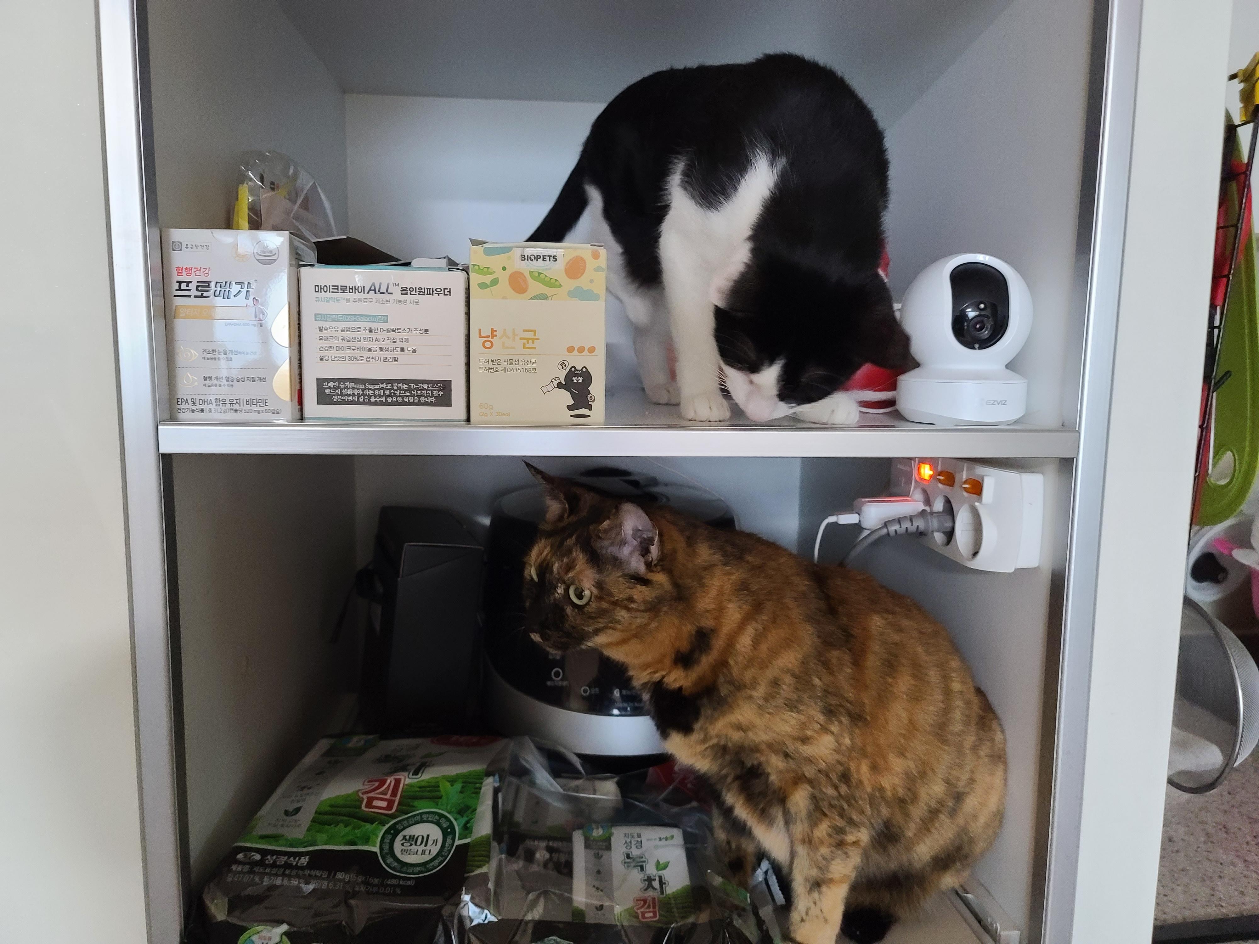 비오는 아침 아홉냥이네 고양이들.