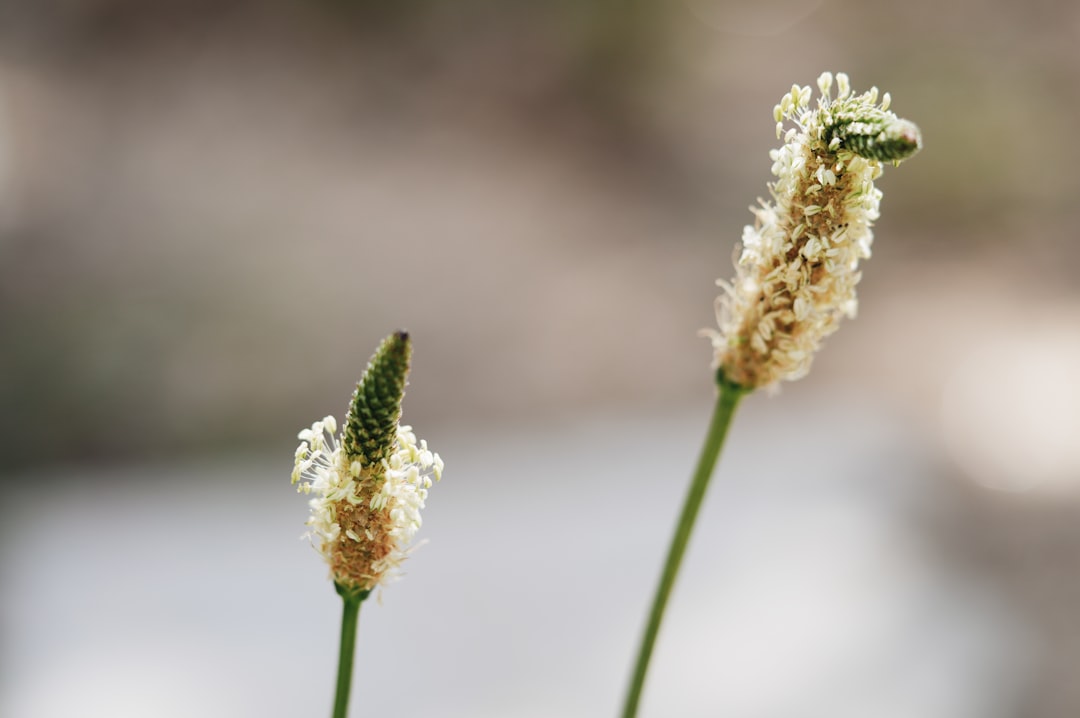 Plantago.