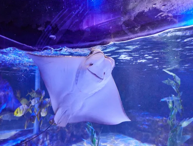 부산아쿠아리움-가오리