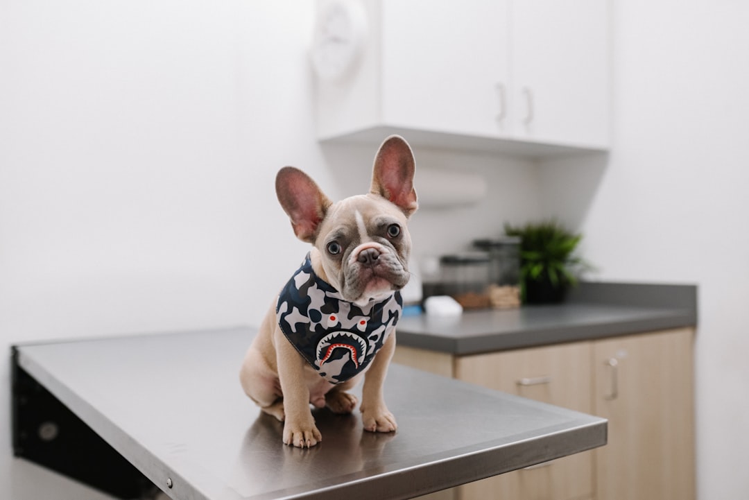 Animal Hospital