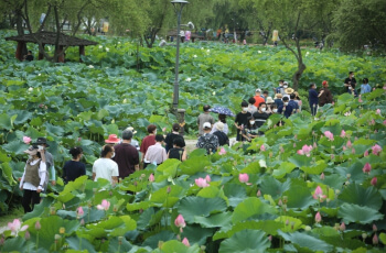 부여서동연꽃축제_11