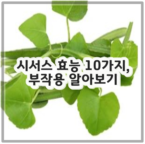 시서스 효능 10가지, 부작용 알아보기
