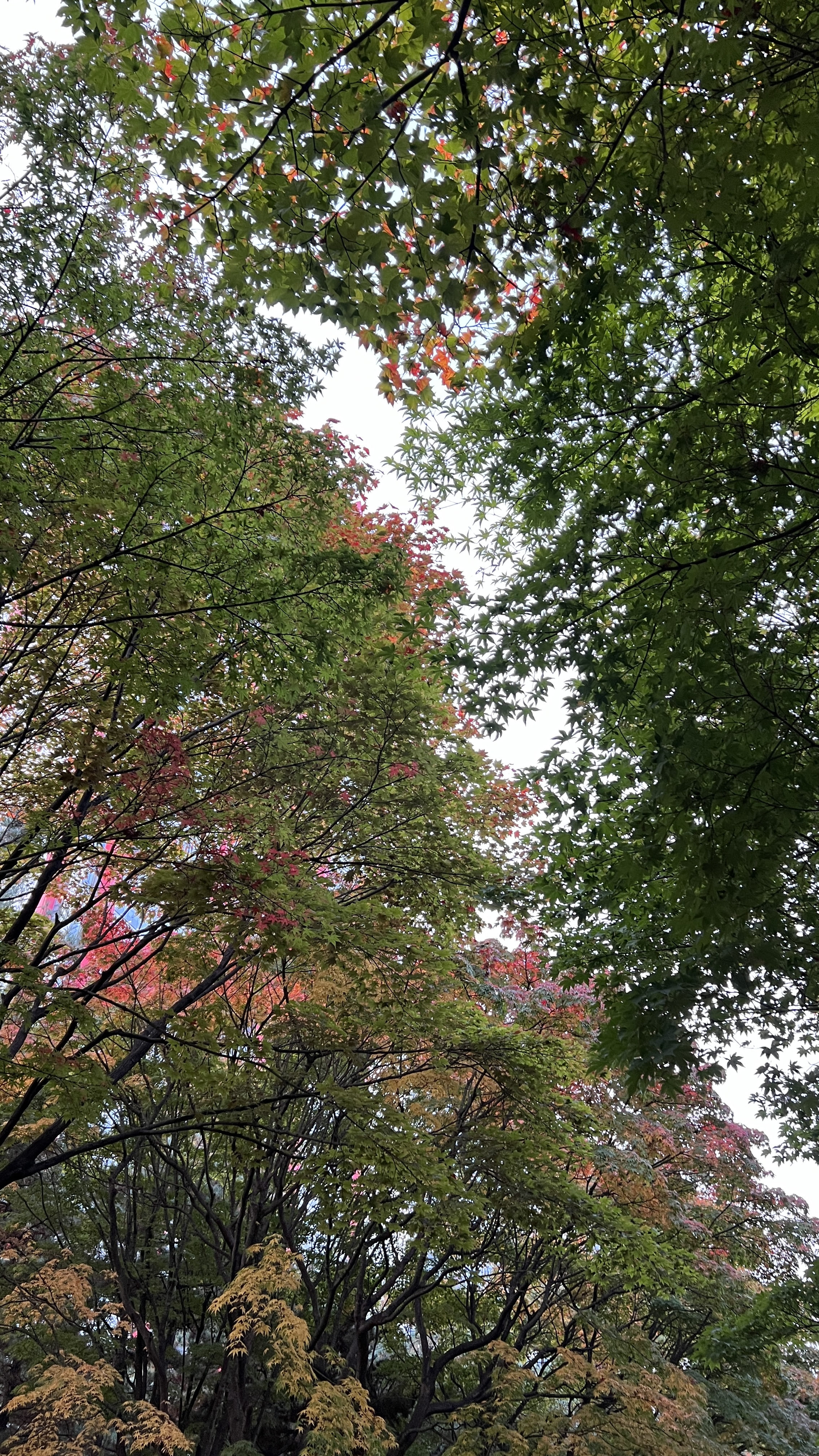 여의도 한강공원 