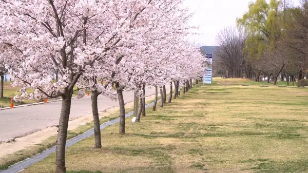 하남 미사경정공원 벚꽃