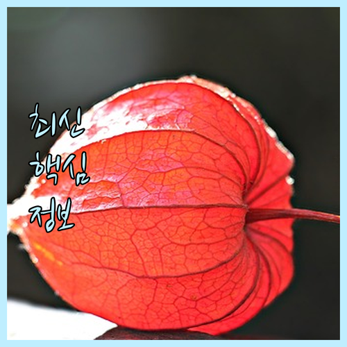 가성비 좋은 핑크 냄비 6종 비교분석