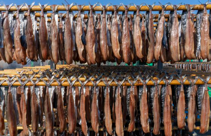 햇볕에 말리고 있는 과메기