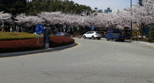 벚꽃명소