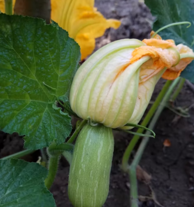 호박잎 효능 부작용 고르는법 칼로리