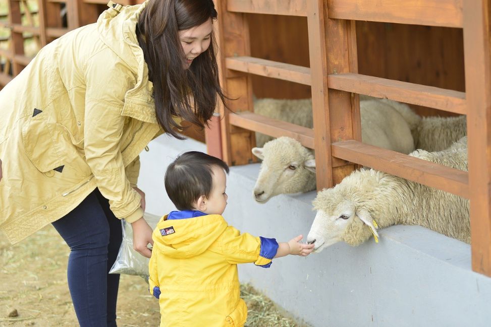 대관령 하늘목장