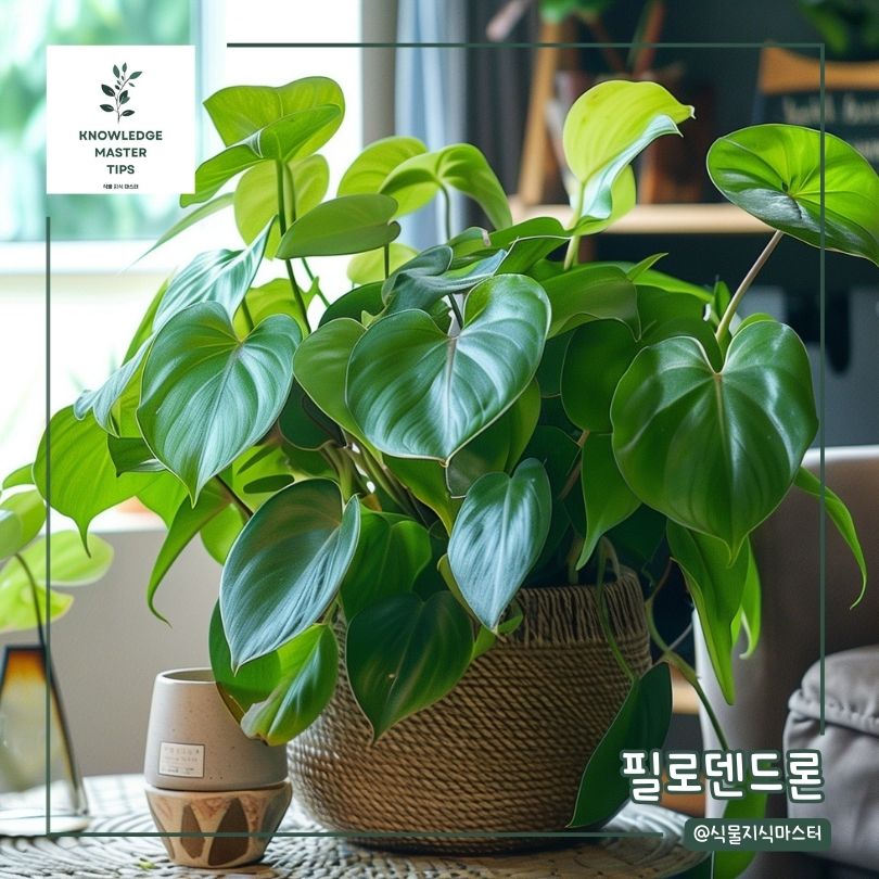 음지 식물 - 필로덴드론