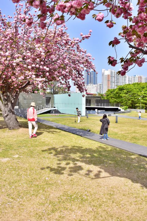 부산 겹벚꽃 명소 부산 유엔공원