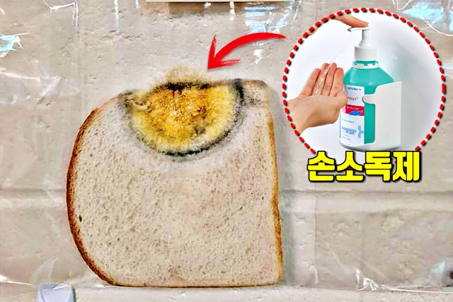 코로나 예방 비누 효과