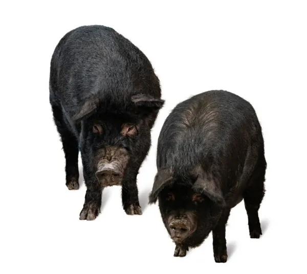 제주 흑돼지 거리 추천 고기집과 대기시간 정보_4