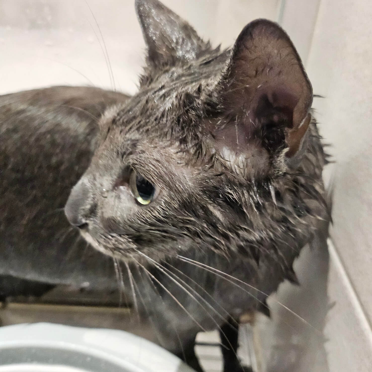 고양이-목욕시키기